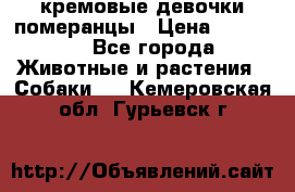 кремовые девочки померанцы › Цена ­ 30 000 - Все города Животные и растения » Собаки   . Кемеровская обл.,Гурьевск г.